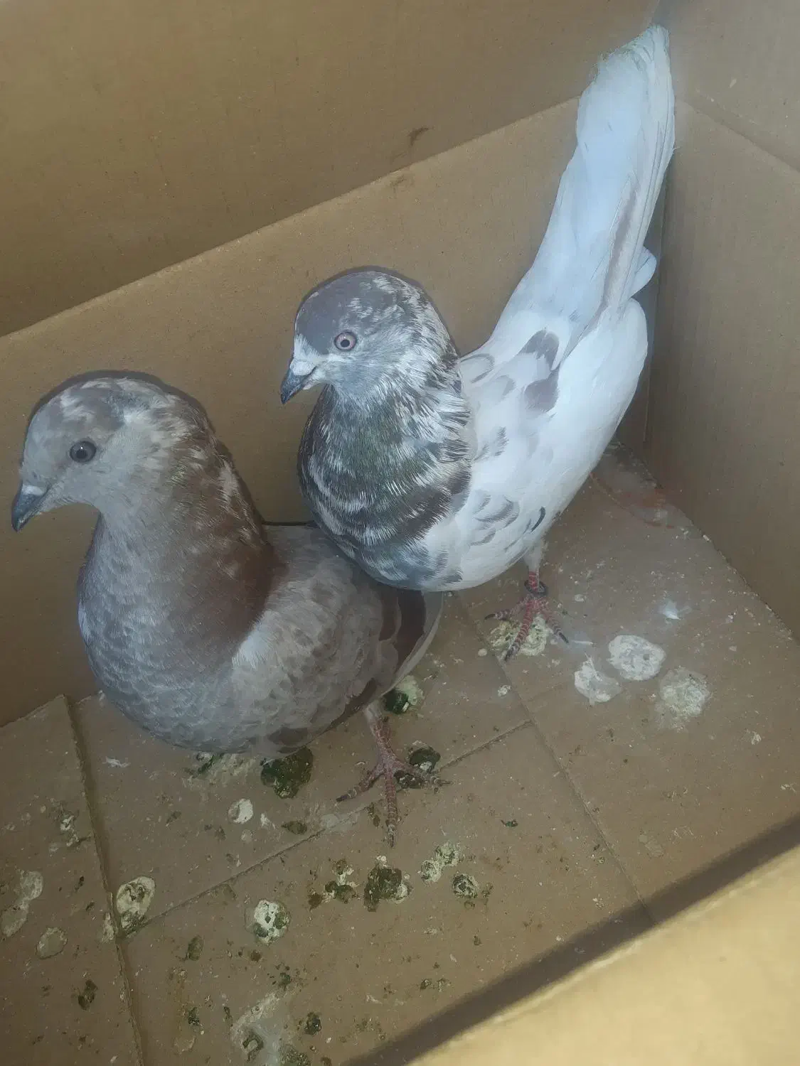 کبوتر|پرنده|ایرانشهر, |دیوار