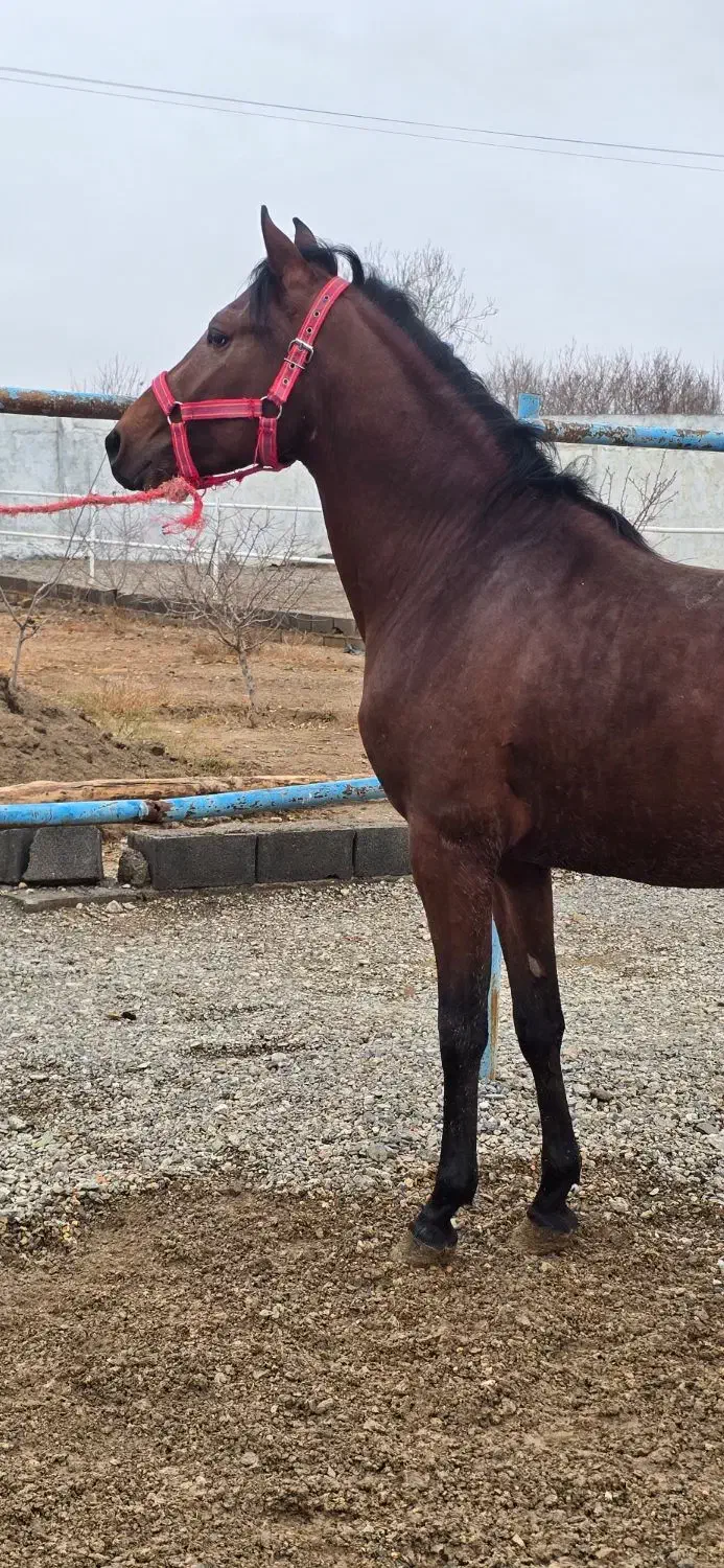 نریان ۳ساله|اسب و تجهیزات اسبسواری|گلپایگان, |دیوار