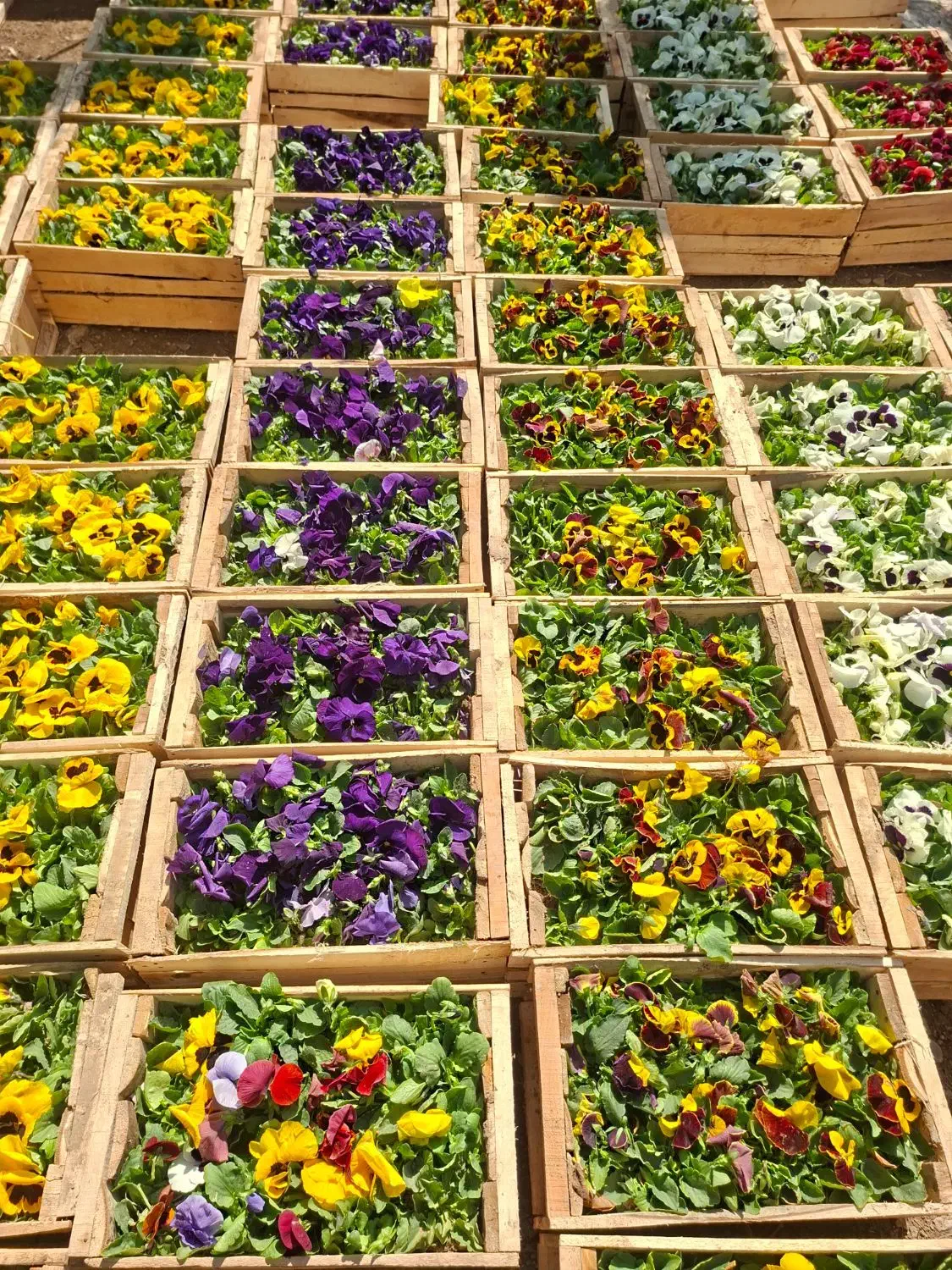 بنفشه بذر F1 خارجی ( هلندی ) جعبه ای|گل و گیاه طبیعی|تهران, عباسآباد|دیوار