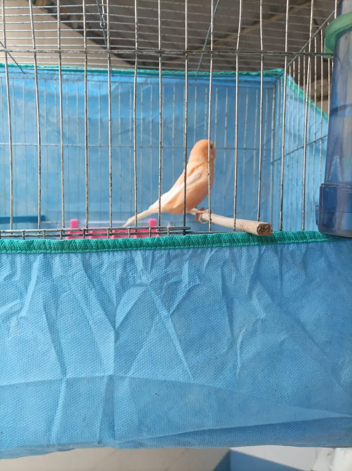 قناری نر|پرنده|باوی, |دیوار