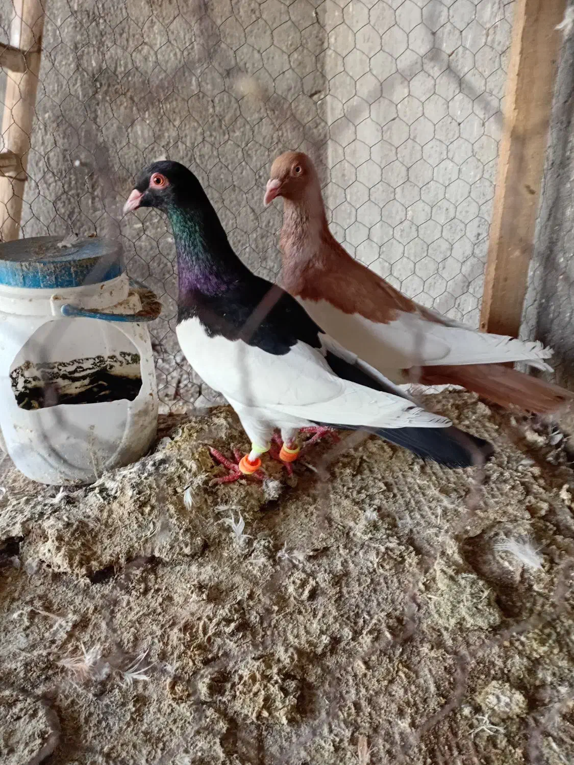 کبوتر|پرنده|نیشابور, شهید بهشتی|دیوار