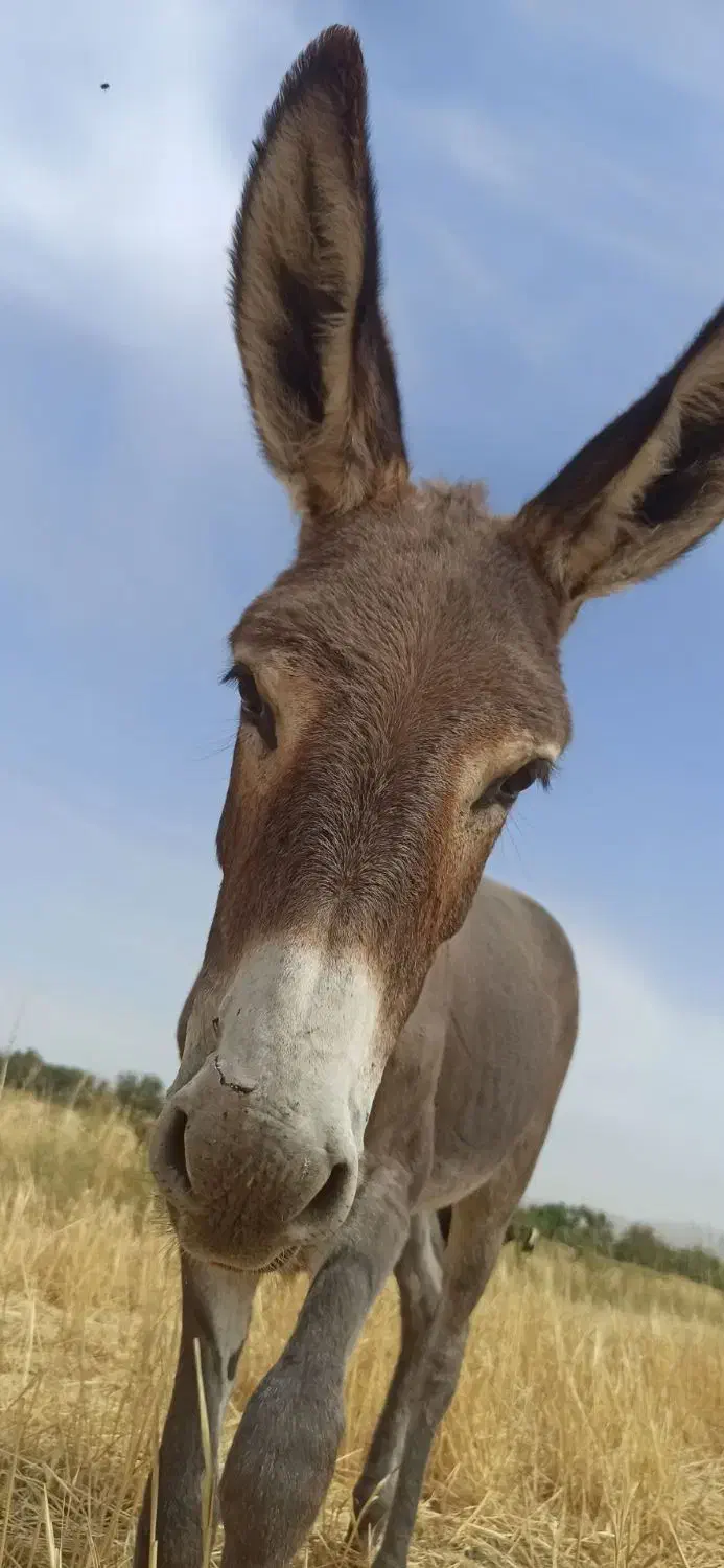 خر ماده|حیوانات مزرعه|قزوین, |دیوار