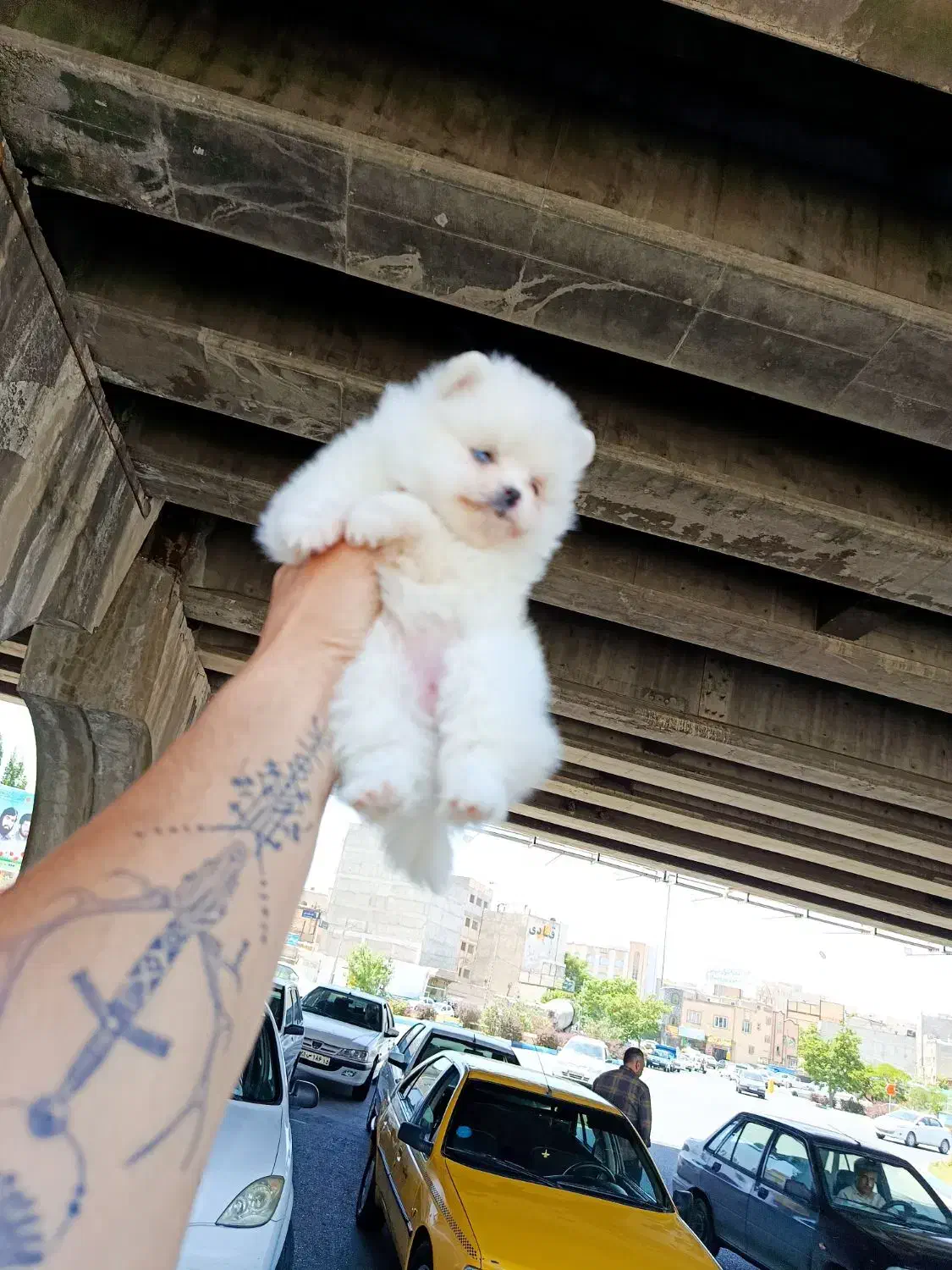 پامرانین عروسکی|سگ|تبریز, |دیوار