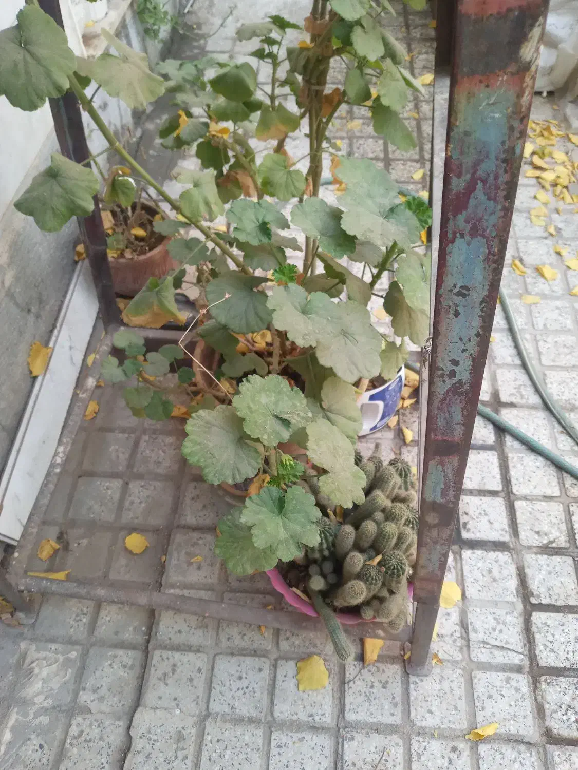 گل مختلف|گل و گیاه طبیعی|زنجان, |دیوار