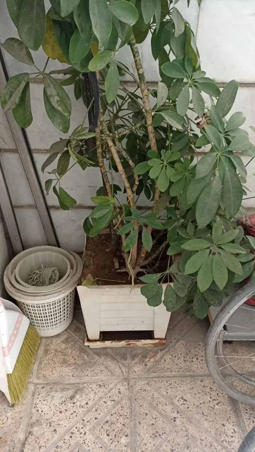 گلدان بزرگ بنسای ابلق شفلرا|گل و گیاه طبیعی|تهران, استاد معین|دیوار