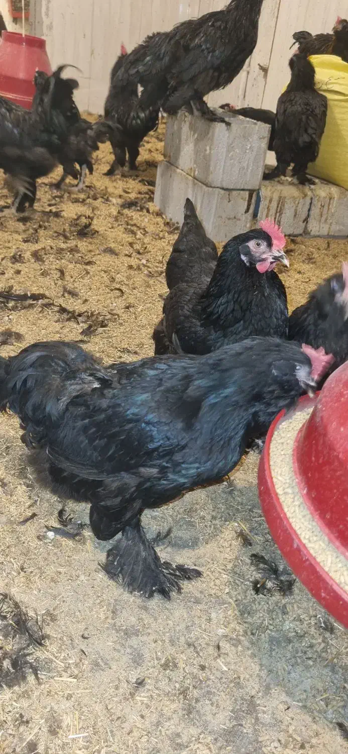 تخم نطفه دار و جوجه یک روزه مرندی|حیوانات مزرعه|بهبهان, |دیوار