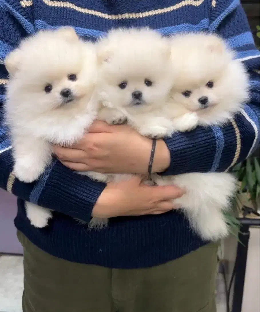 پرورش سگ پامر خرسی.پامرانین عروسکی بدون واسطه دلال|سگ|شیراز, فرهنگ شهر|دیوار