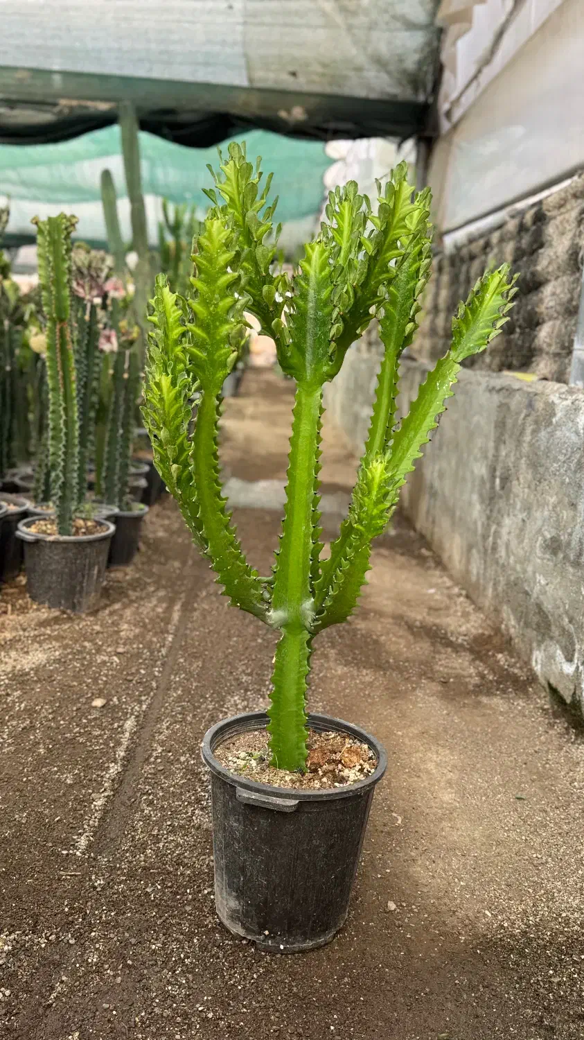 کاکتوس و افوربیا|گل و گیاه طبیعی|کاروان, |دیوار