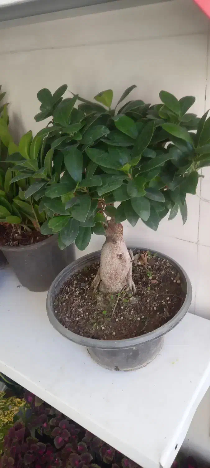 چشم اندازی زیبا|گل مصنوعی|خرمآباد, |دیوار