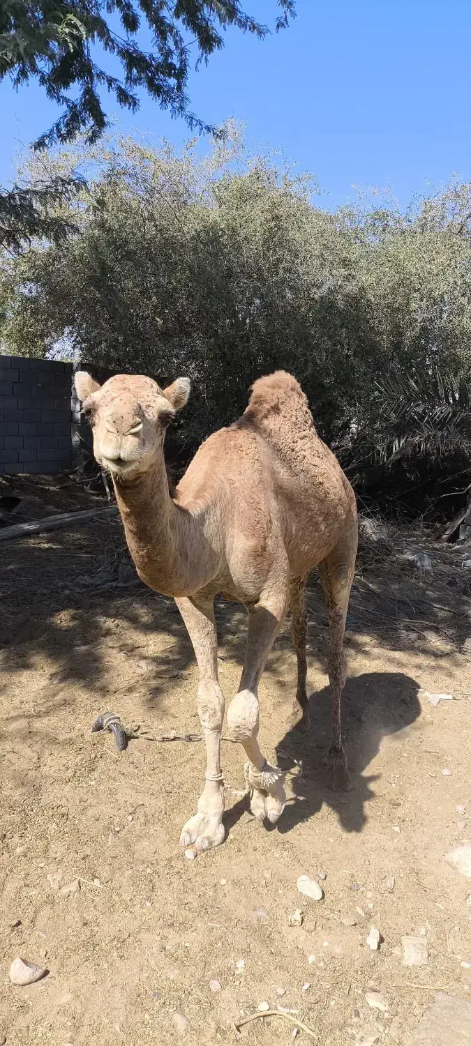 شتر دوساله|حیوانات مزرعه|قلعه قاضی, |دیوار