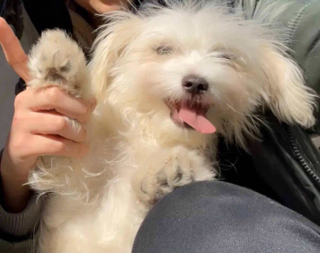 واگذاری|سگ|سیسخت, |دیوار