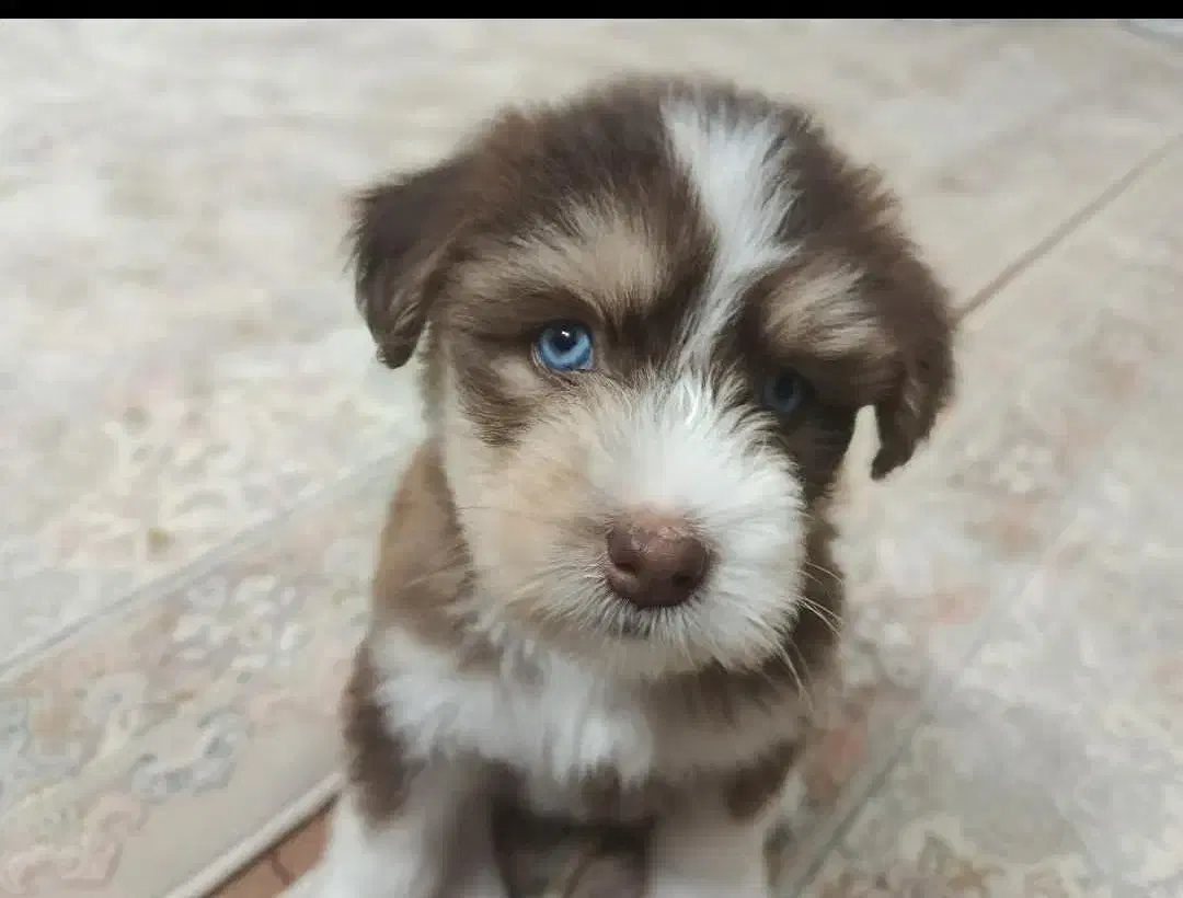 سگ هاسکی|سگ|قم, شهرک فاطمیه|دیوار