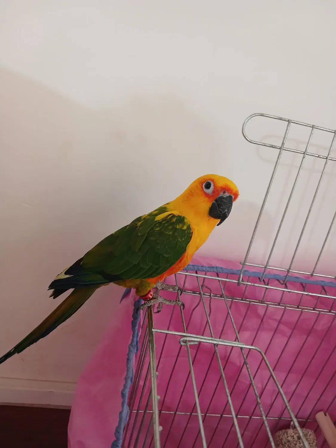 طوطی کانورخورشیدی|پرنده|رفسنجان, |دیوار