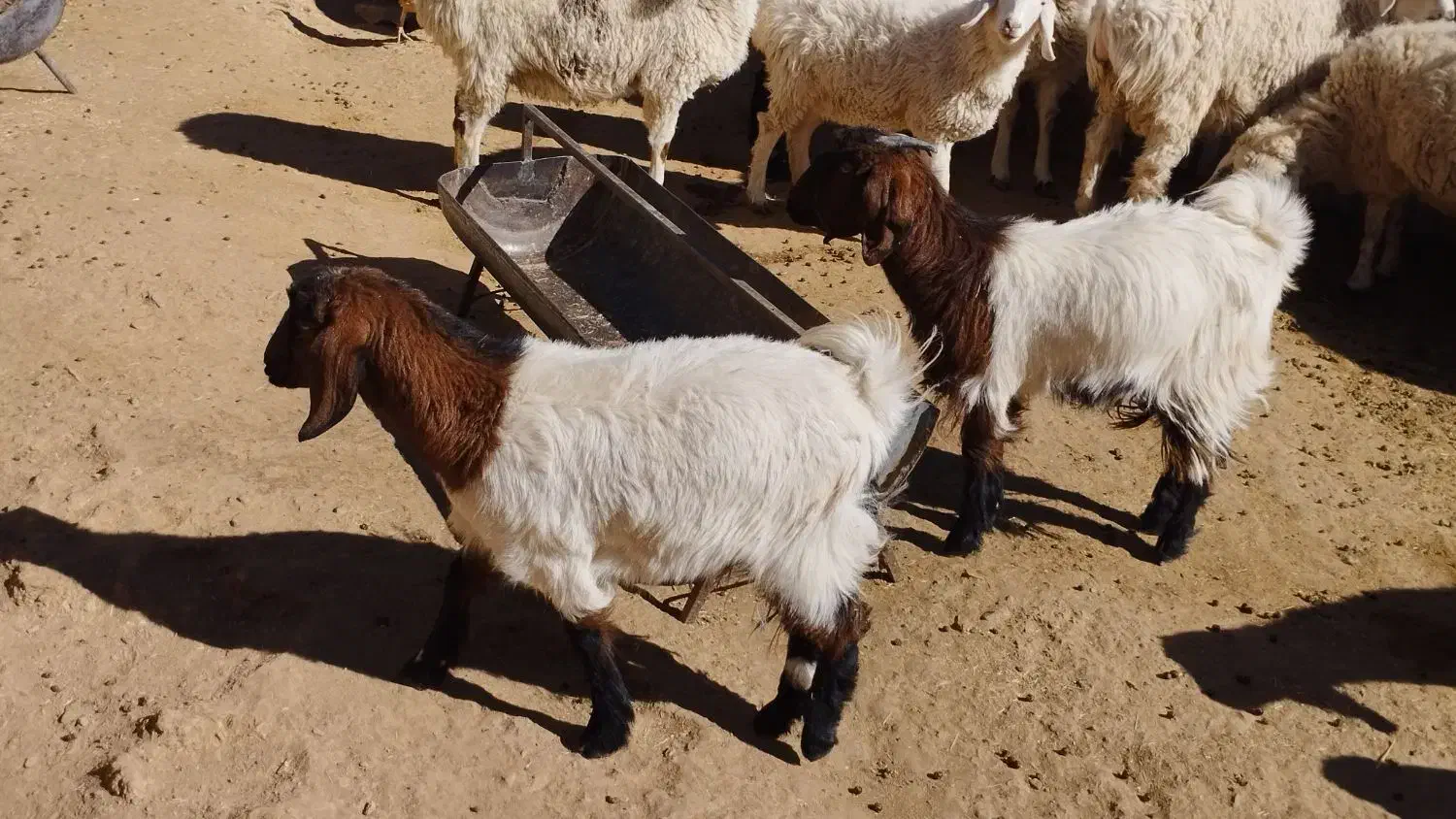 بزغاله ماده چاق|حیوانات مزرعه|مود, |دیوار