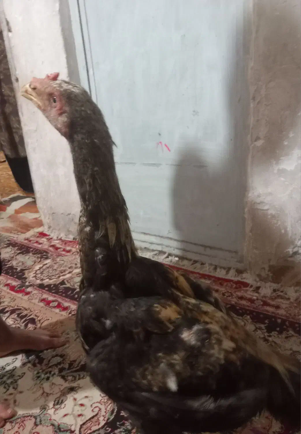 جوجه خروس لاری|حیوانات مزرعه|بافق, |دیوار