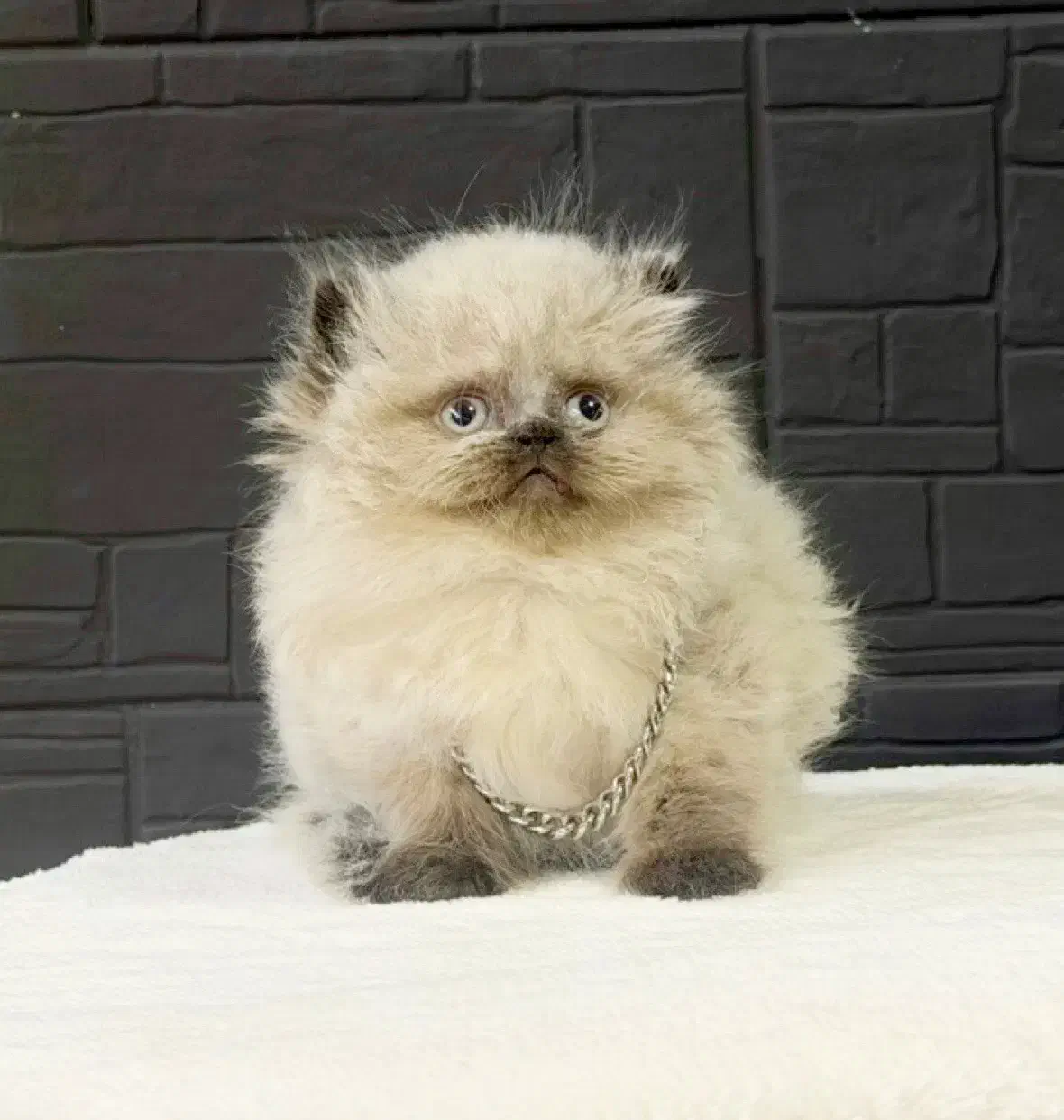 گربه پرشین های سوپر لاکچری با رنگ‌های خاص|گربه|تهران, شهرک غرب|دیوار