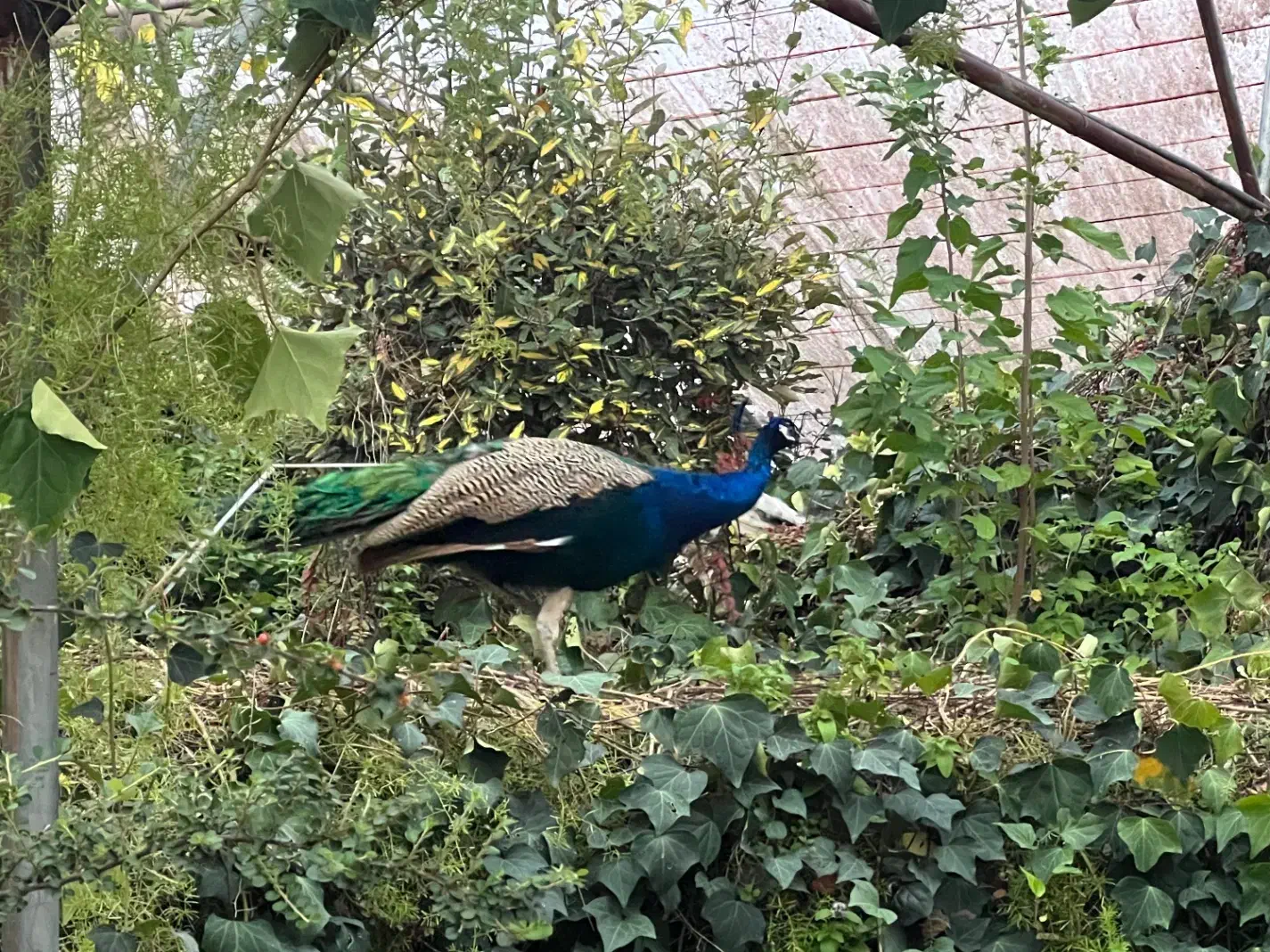 ویلای شمالی عطار ۲۲۵ متری|فروش خانه و ویلا|شاهینشهر, عطار|دیوار