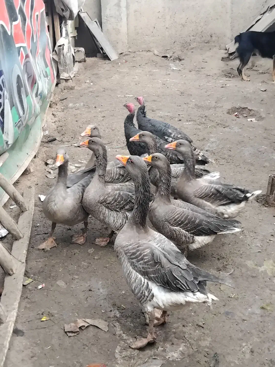 غاز محلی|حیوانات مزرعه|کرج, کمال‌شهر|دیوار