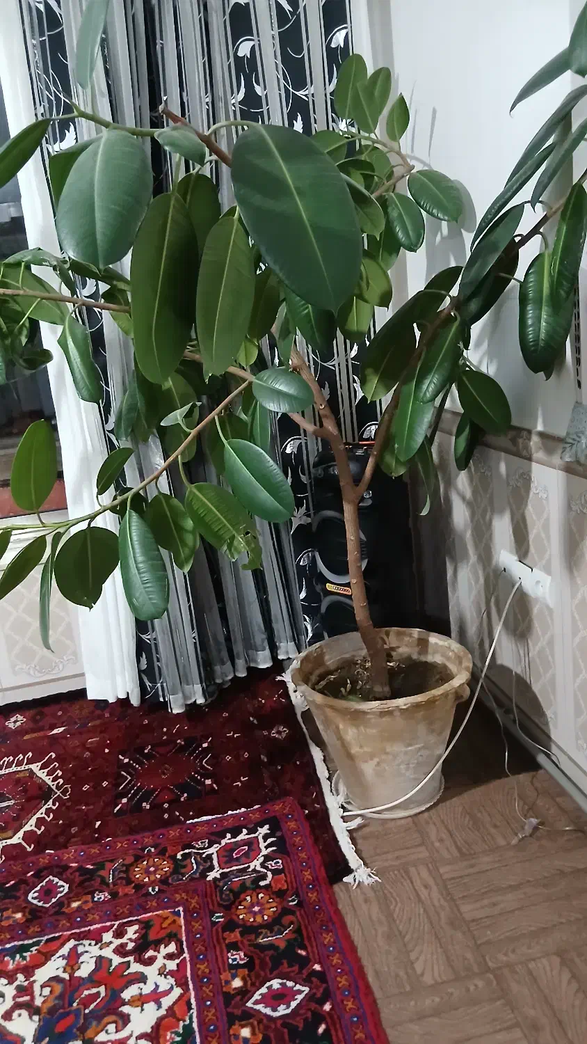 گل فیکوس|گل و گیاه طبیعی|آذرشهر, |دیوار