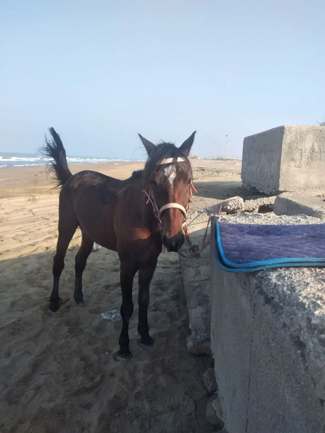 اسب کورسی|اسب و تجهیزات اسب‌سواری|سیریک, |دیوار