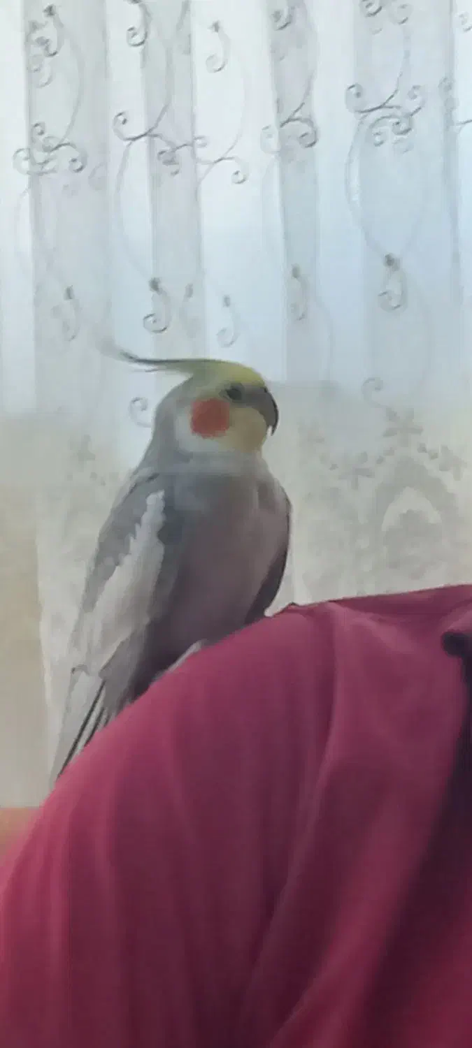 عروس هلندی نر بالغ|پرنده|آستانه اشرفیه, |دیوار