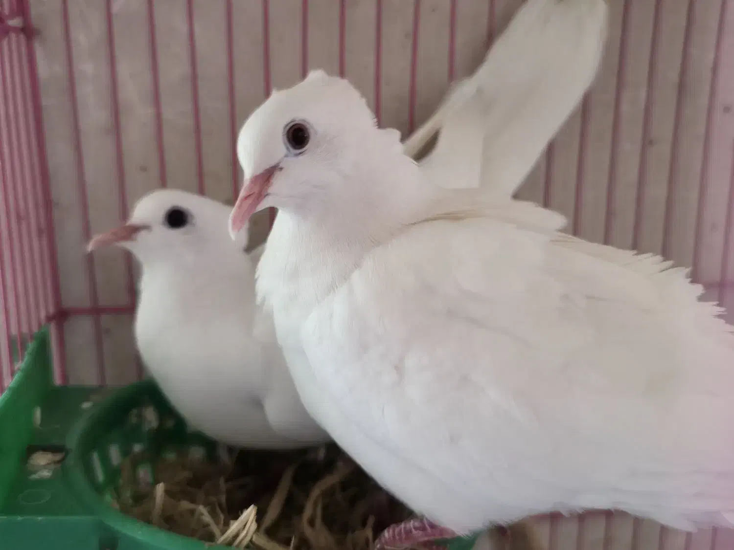 بنام خالق پرندگان|پرنده|تفت, |دیوار