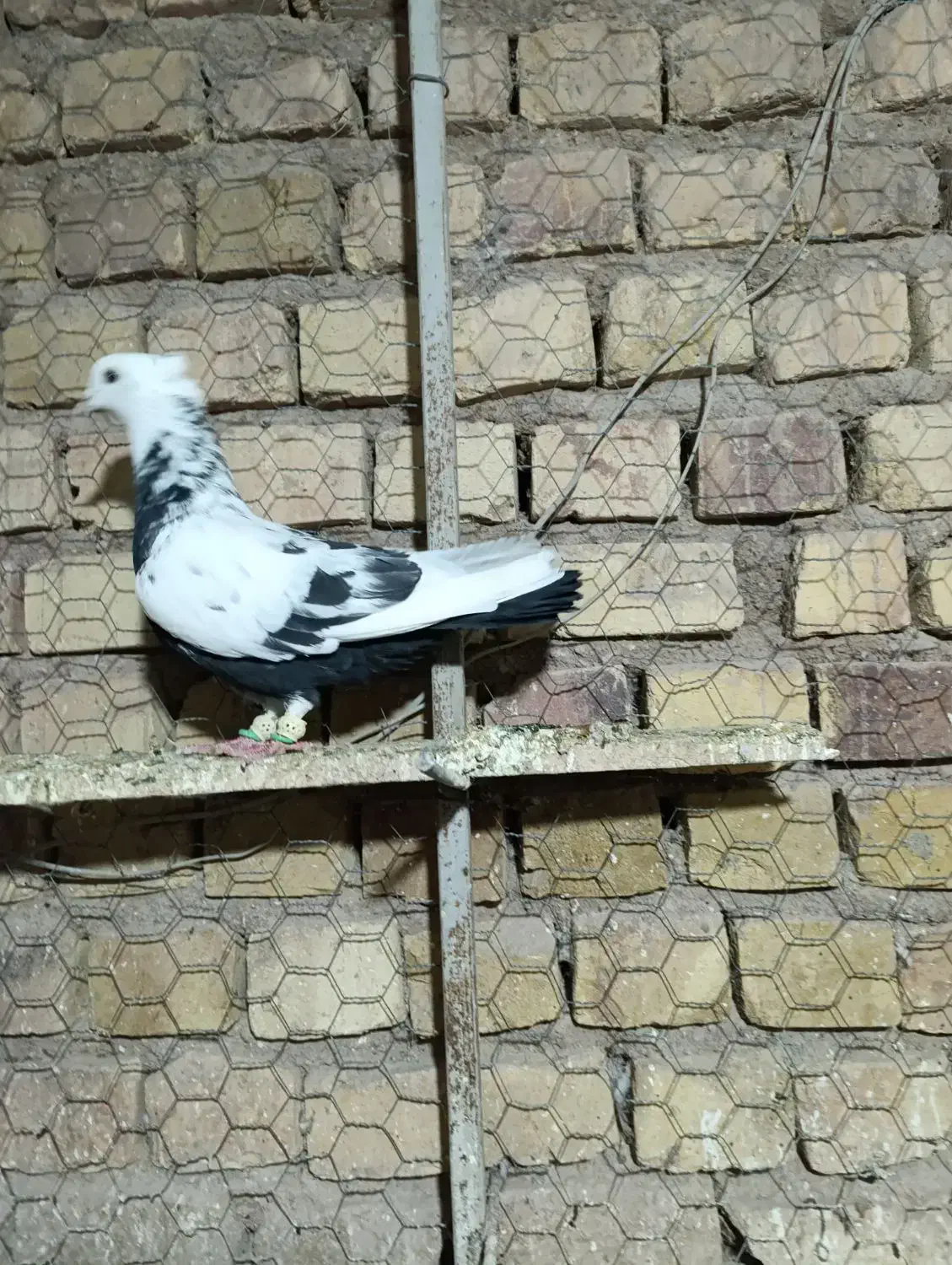 کبوتر پرنده به شرط|پرنده|دشتابی, |دیوار
