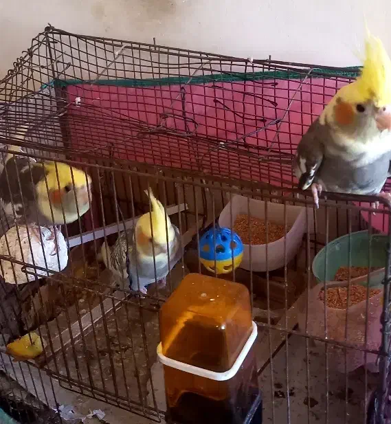 عروس هلندی ۳ماه|پرنده|اردبیل, |دیوار