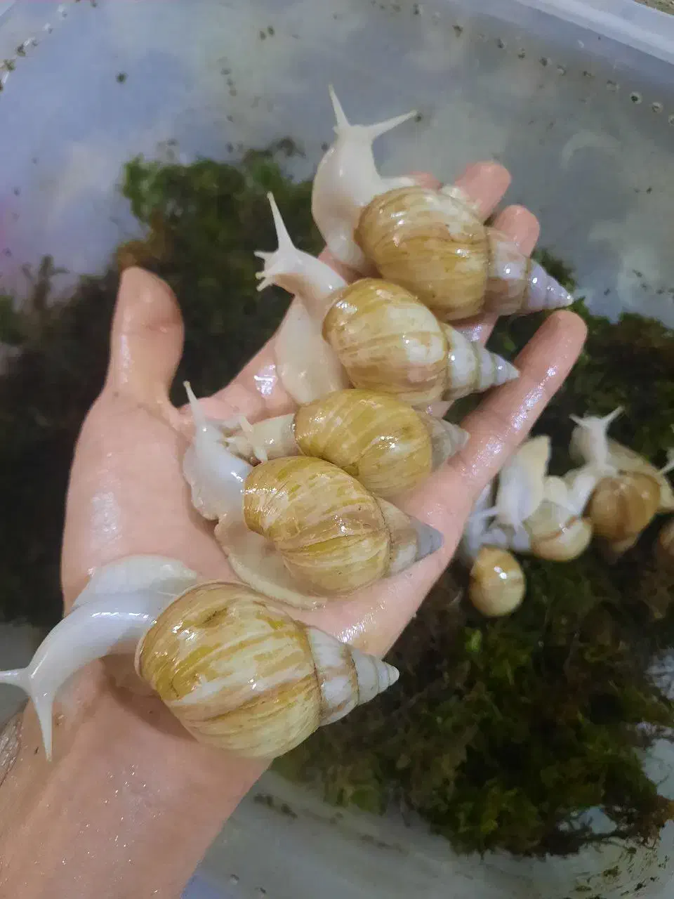 پرورش حلزون|خزنده|پارسآباد, |دیوار