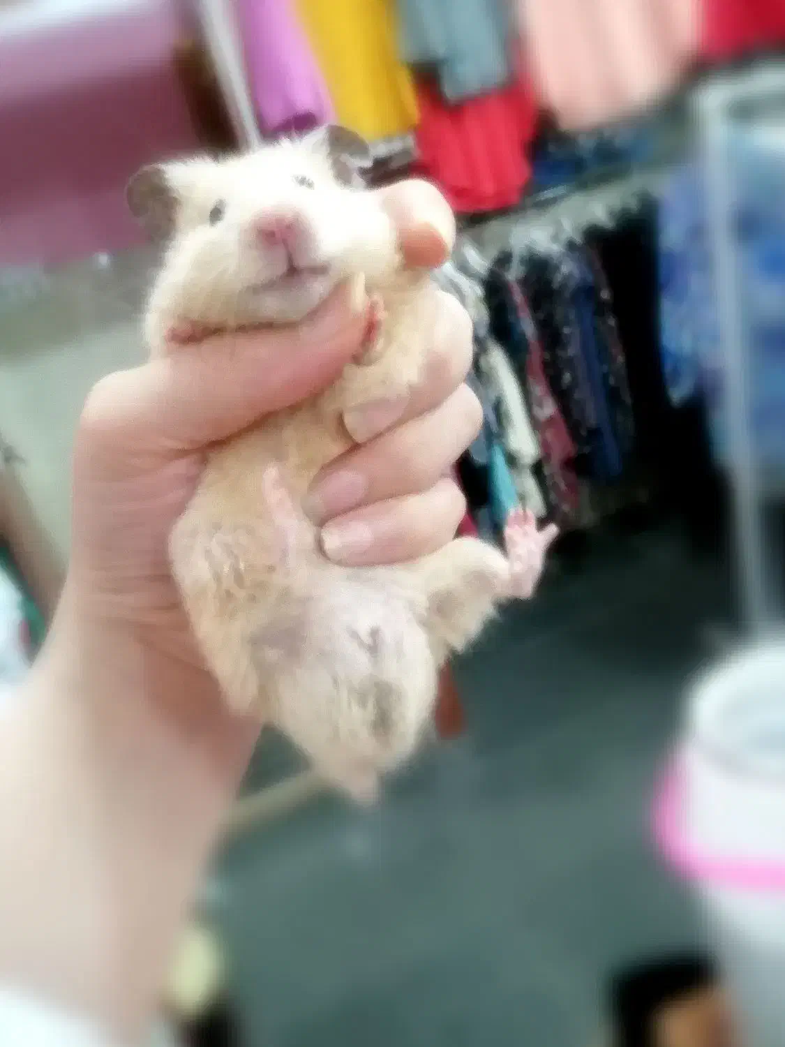 همستر|موش و خرگوش|گرگان, |دیوار