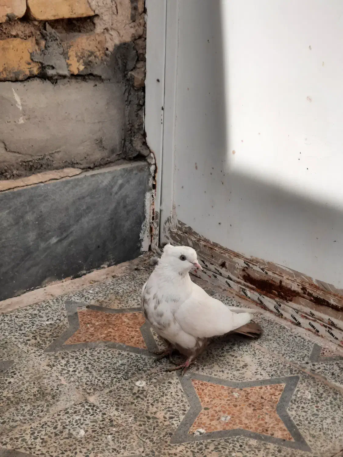 کبوتر دمبی|پرنده|مرودشت, مختارآباد|دیوار