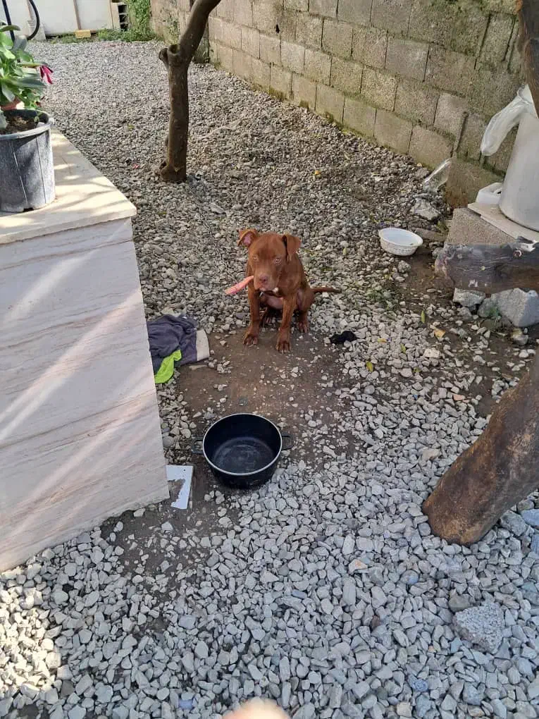 سگ پیت پول امروز گم شده|حیوانات|نشتارود, |دیوار