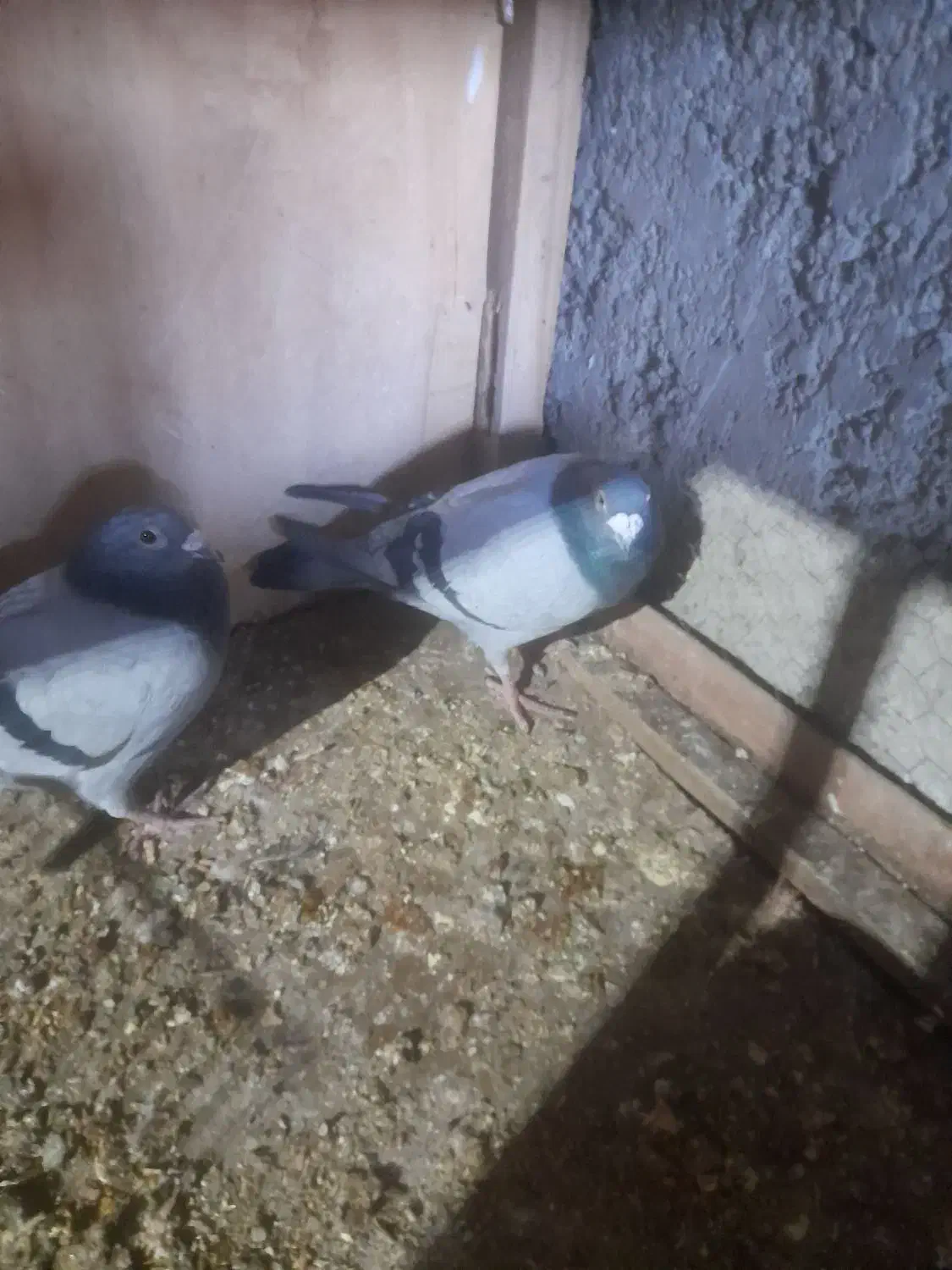 کبوتران دوبر|پرنده|مشگین شهر, |دیوار