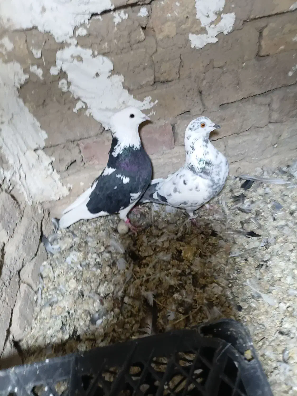 کبوترتهرانی|پرنده|صالح آباد, |دیوار