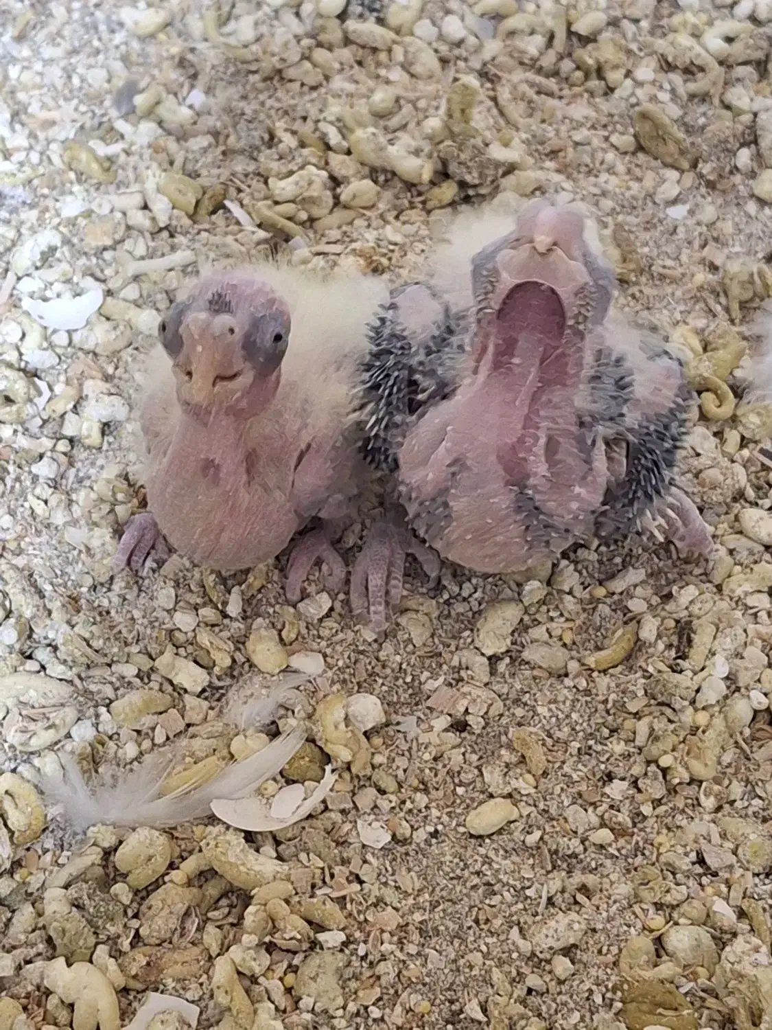 جوجه عروس سرلاکی|پرنده|سهند, |دیوار