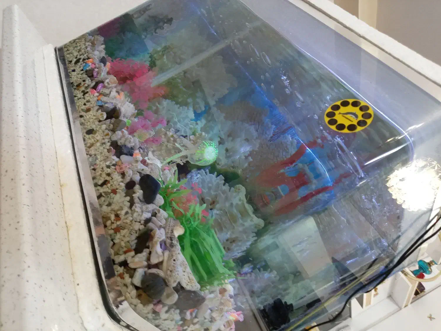 اکواریوم شیشه خم|ماهی|سهند, |دیوار