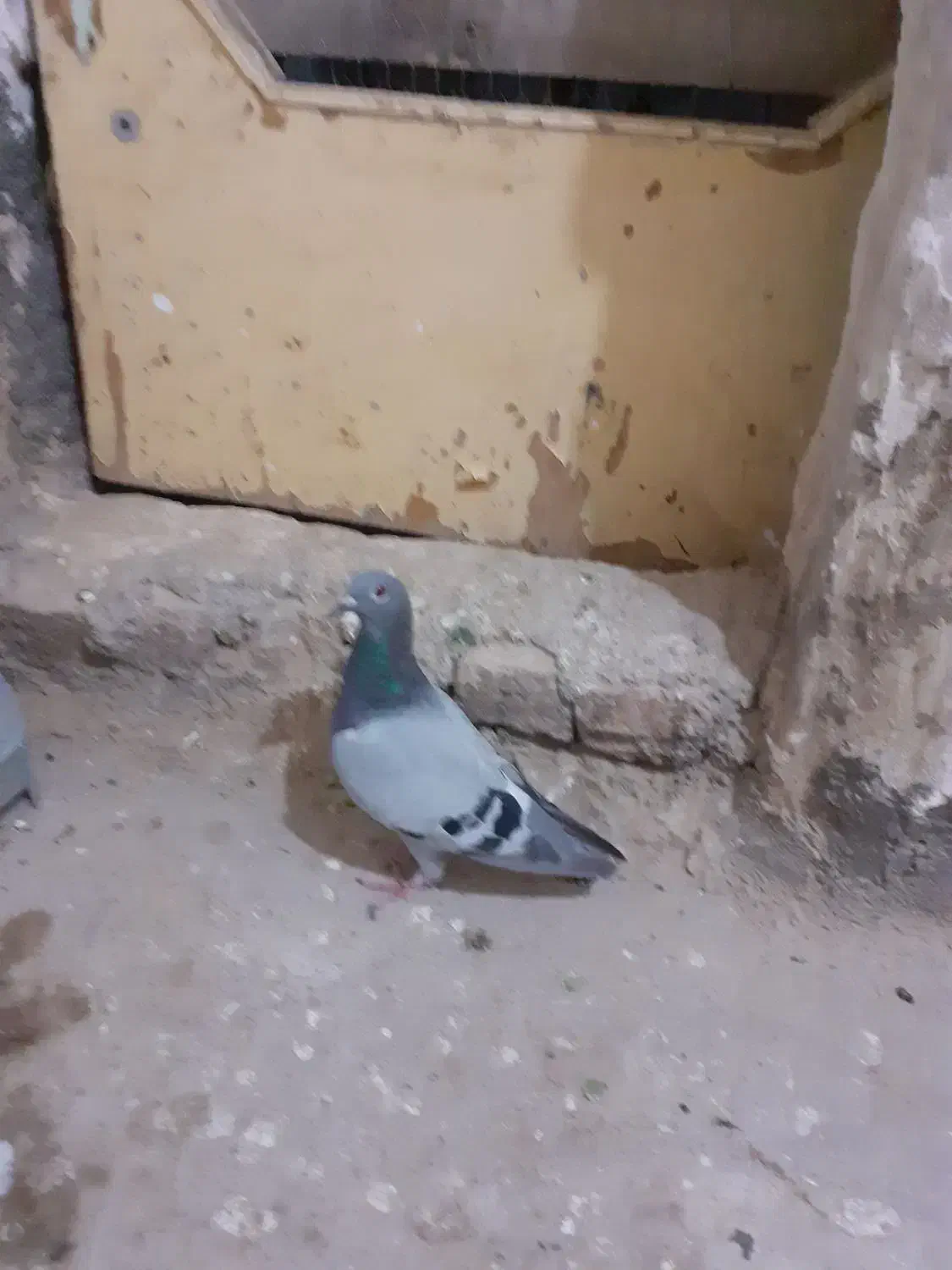 کبوتر|پرنده|بیرجند, |دیوار