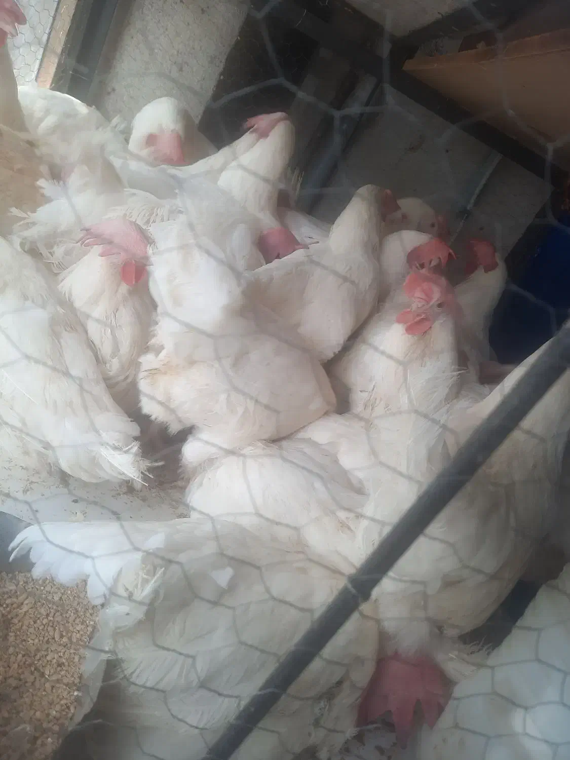 مرغ زنده مرغ خروس خونی|حیوانات مزرعه|مشهد, بهمن|دیوار