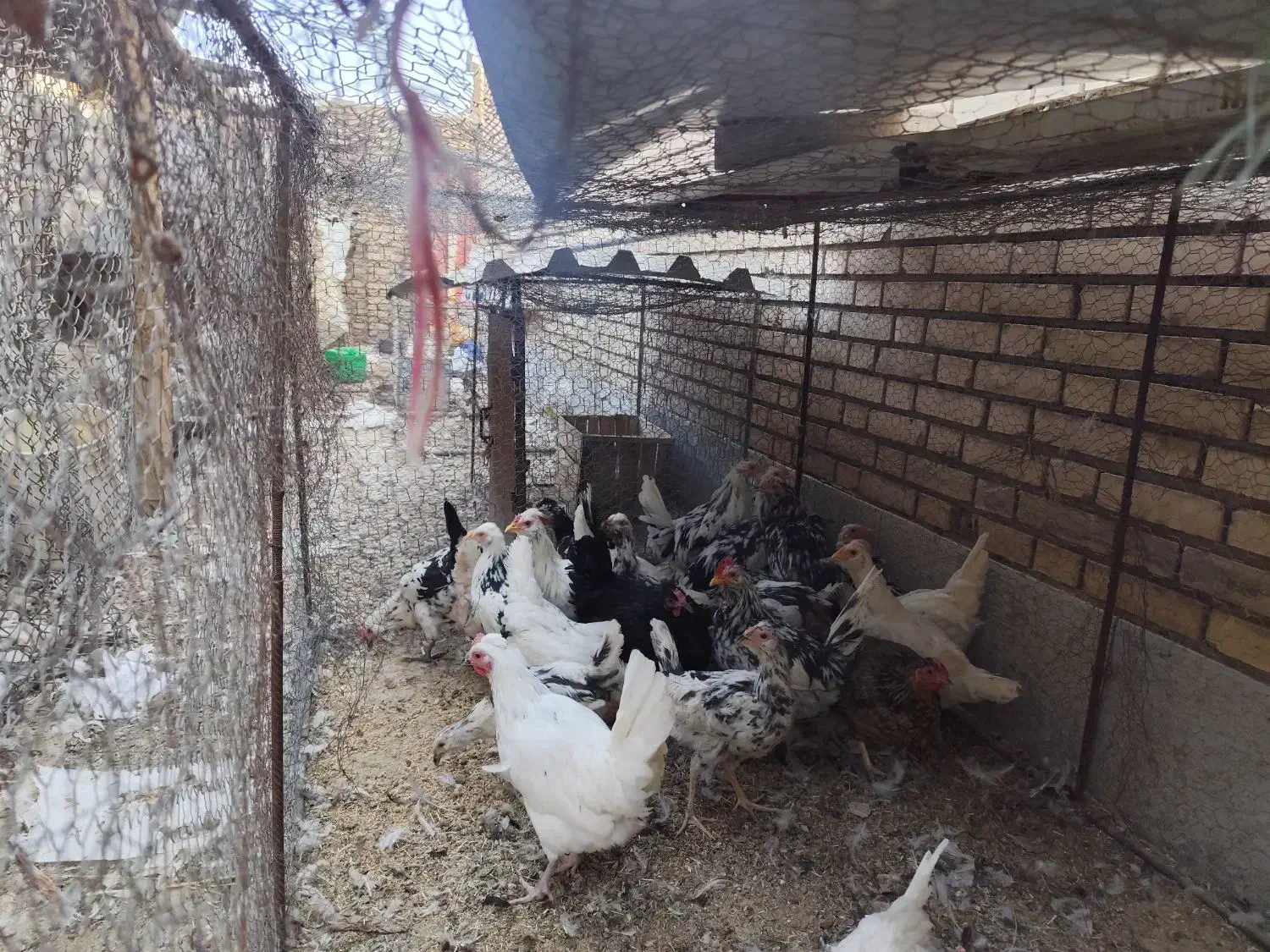 مرغ لری پنگونی|حیوانات مزرعه|پیر بکران, |دیوار