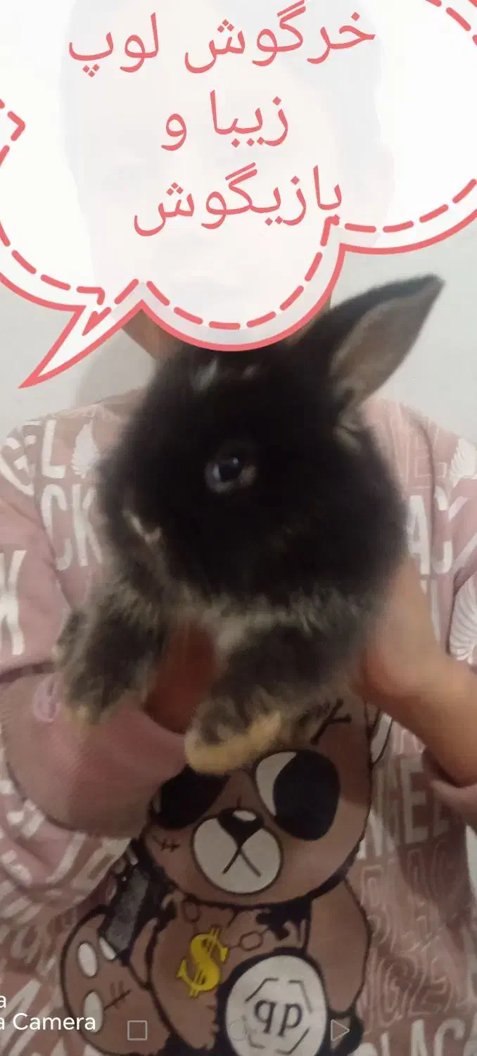 بچه خرگوش لوپ ملوس|موش و خرگوش|سبزوار, قدس|دیوار