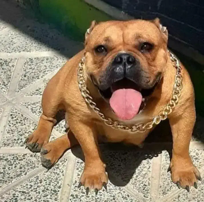 امریکن بولی پاکت سایز فوق حرفه ای|سگ|تهران, قیطریه|دیوار