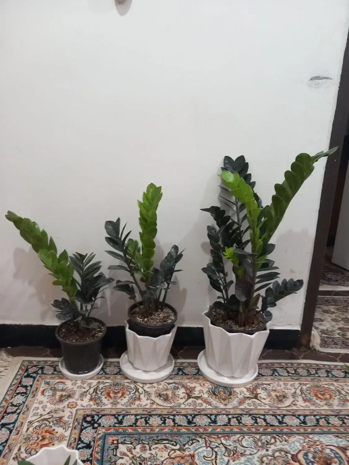 سبز لباس|کفش و لباس بچه|بندر دیر, |دیوار