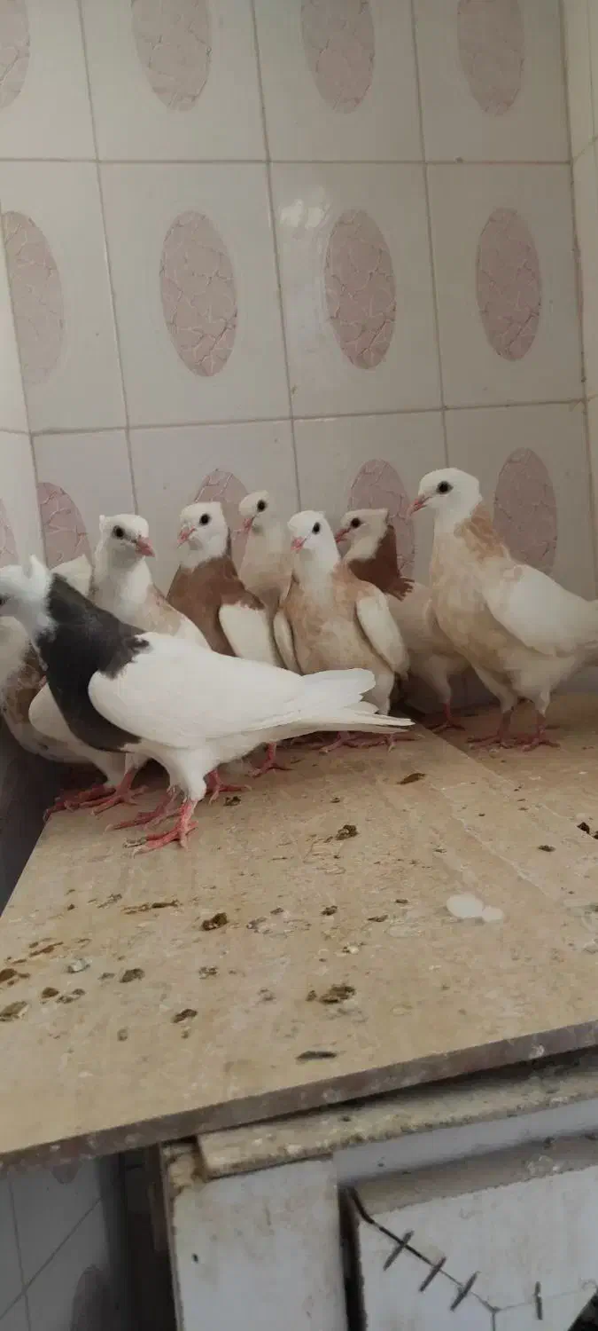 طوقی و جوجه|پرنده|شیراز, حافظیه|دیوار