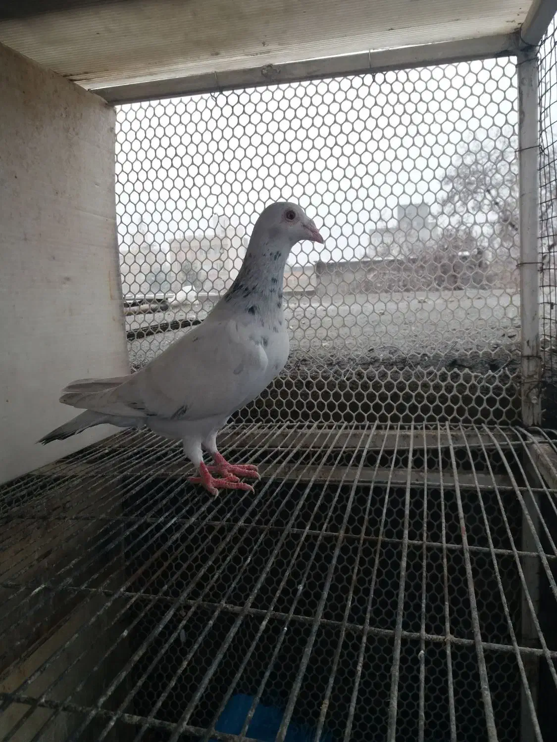 سار ماده و دم سیاه ماده و کلاغ|پرنده|مشهد, کارمندان دوم|دیوار