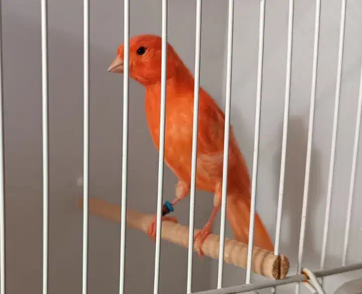 قناری رد فاکتور اورجینال|پرنده|کرج, باغستان|دیوار