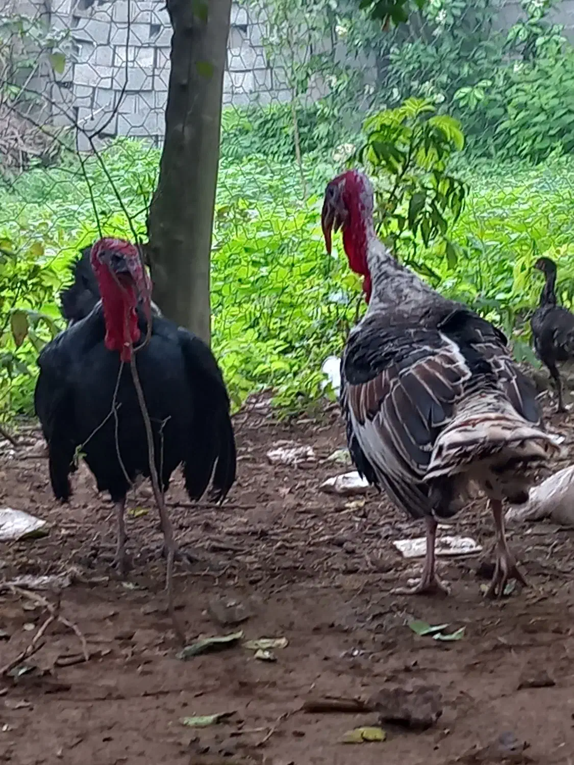 بوقلمون نر وماده|حیوانات مزرعه|سنگر, |دیوار