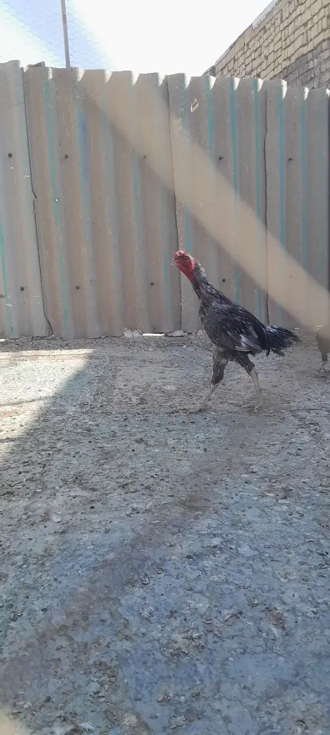 خروس .مرغ لاری|حیوانات مزرعه|قم, سربخش|دیوار