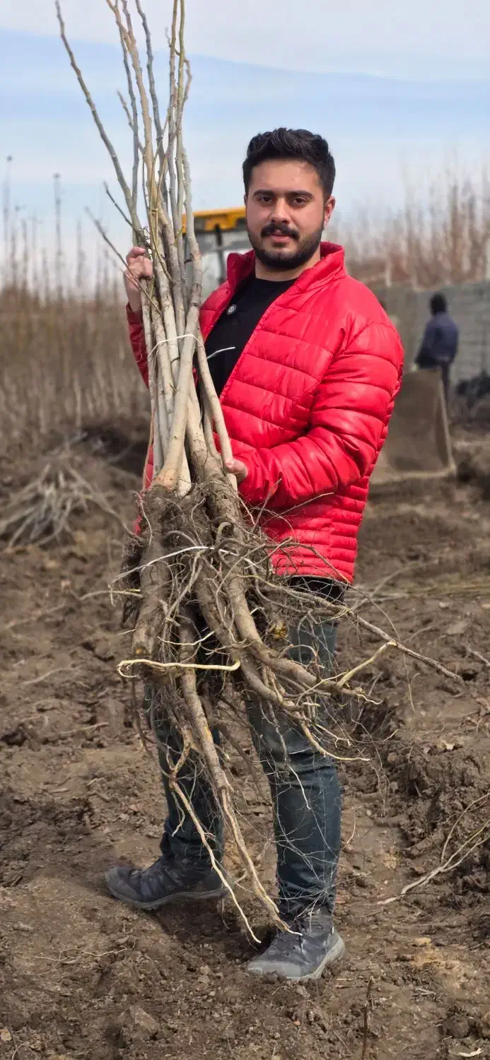 فروش انواع نهال گردوی پرسود و سازگار با منطقه شما|خدمات باغبانی و درختکاری|شهرکرد, |دیوار