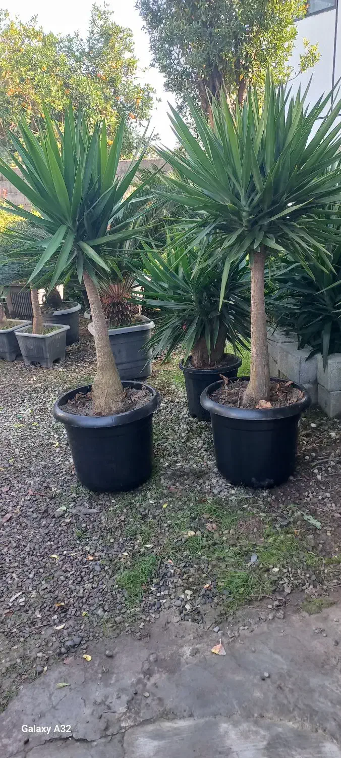 یوکا بنسای گلدون گرد سایز ۵۶ریشه دار|گل و گیاه طبیعی|نشتارود, |دیوار