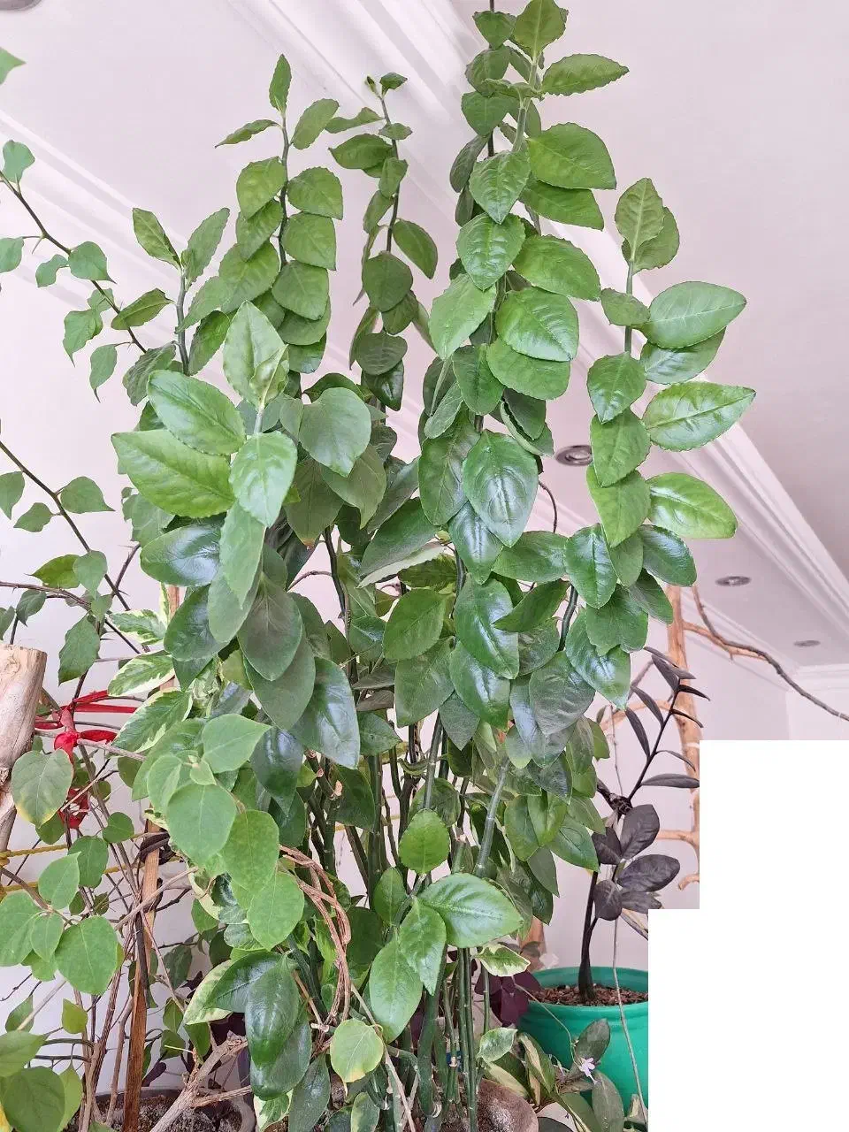 گل پدیلانتوس|گل و گیاه طبیعی|ارومیه, |دیوار